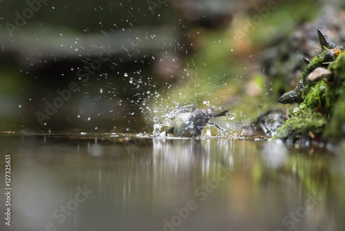 Blue Tit (Parus caeruleus), bathing in forest pond, The Netherla © ysbrandcosijn