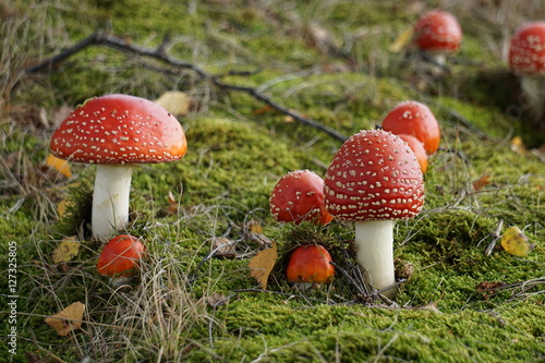 Fliegenpilze