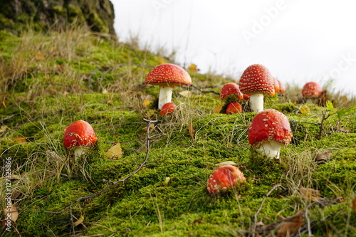 Fliegenpilze