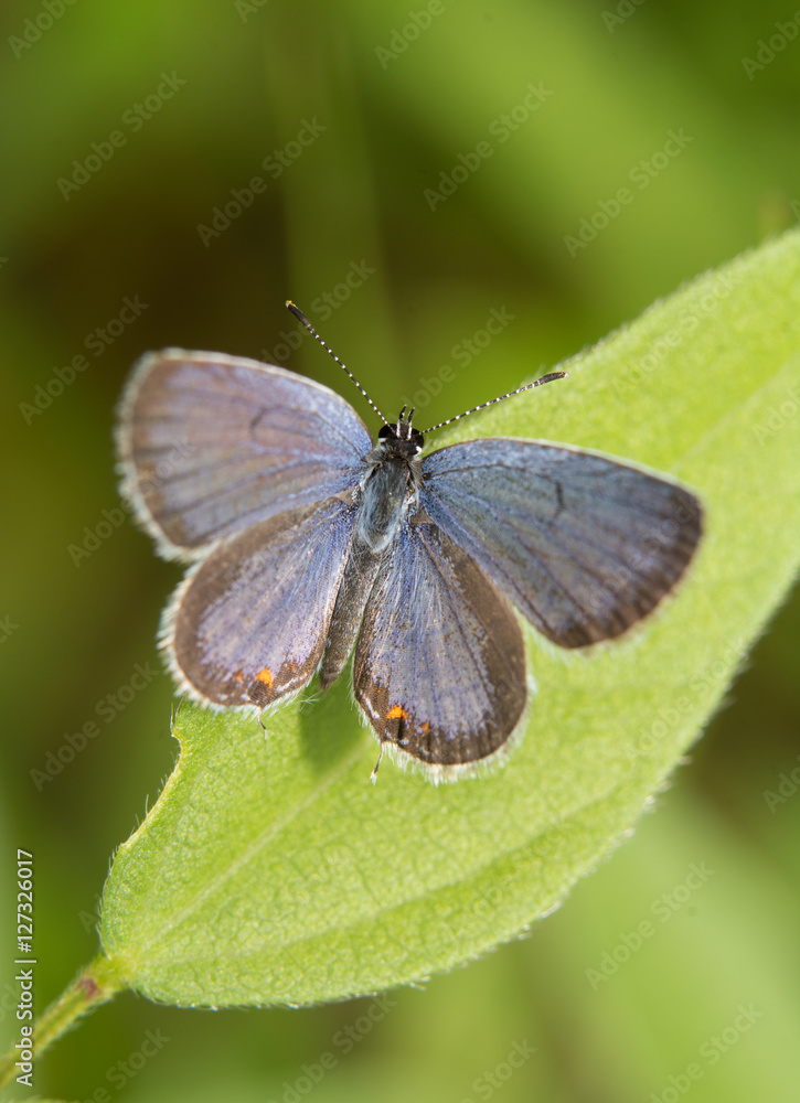 Dorsal view of an Eastern-tailed Blue butterfly resting on a leaf