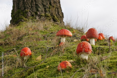 Fliegenpilze