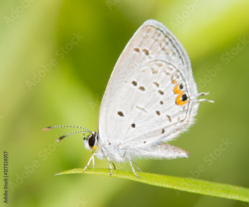 Diminutive Eastern Tailed Blue butterfly resting on a blade of grass against summer green background © pimmimemom