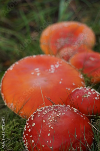 Fliegenpilze