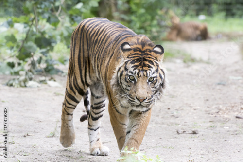 Fototapeta Naklejka Na Ścianę i Meble -  König des Dschungels