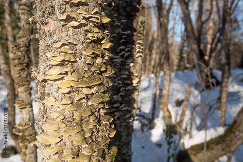 Polypore mushroom on tree trunk