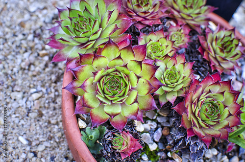 Succulent Plant Pot photo