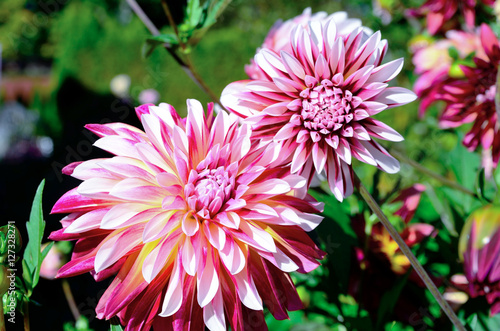 bright dahlias south tyrol italy photo