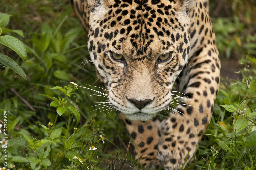Fototapeta premium Prowling jaguar, Panthera onca, in Ecuador.