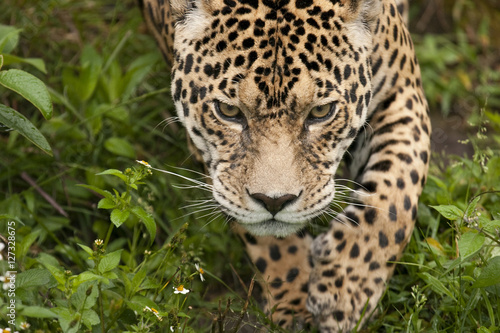 Prowling jaguar, Panthera onca, in Ecuador. © James