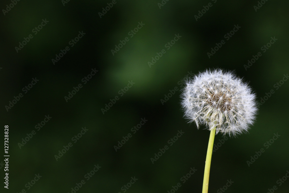 dandelion dandelion