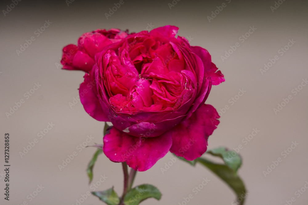 Rose des Lebens Rose des Lebens