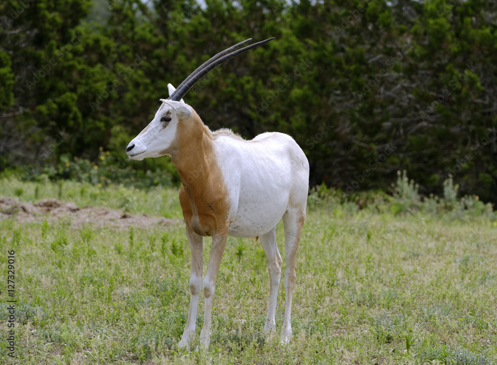 Magnificent Scimitar-Horned Oryx standing in grassland Magnificent Scimitar-Horned Oryx standing in grassland