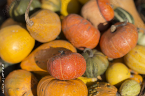 harvested pumpkins harvest