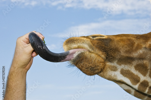 Closeup of the head of a giraffe licking a person's hand