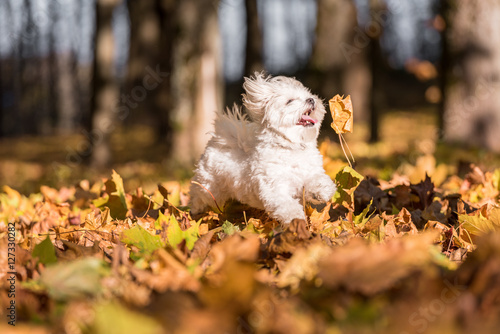 Valokuvatapetti White Happy Maltese dog is running on autumn leaves.