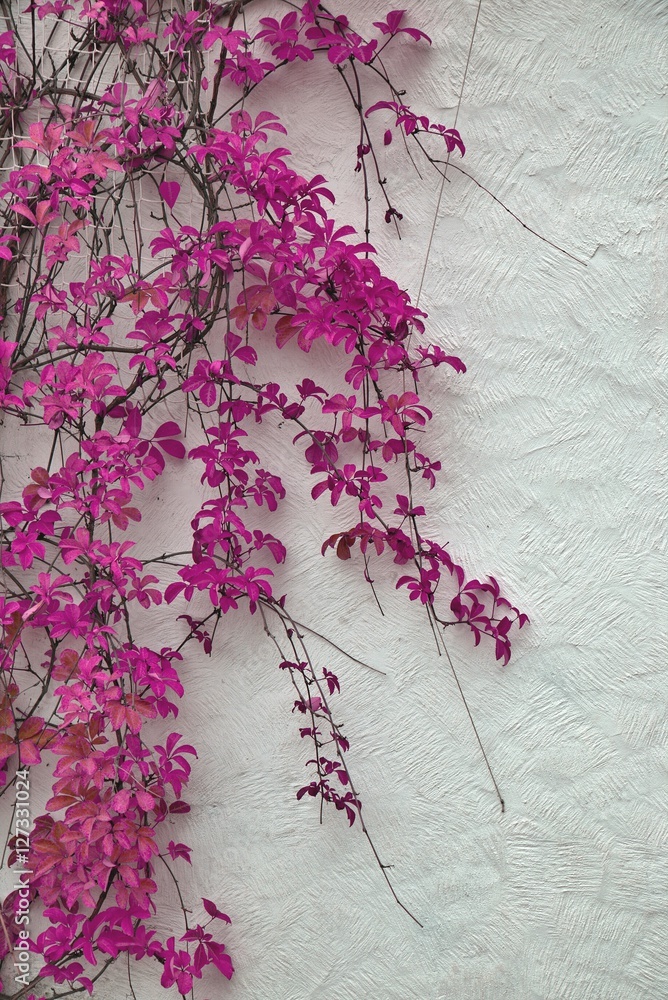 Detail of autumnal pink ivy on painted wall. Leaves on white pla Detail of autumnal pink ivy on painted wall. Leaves on white pla