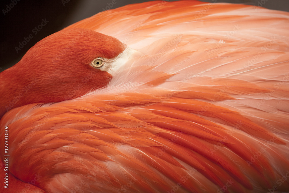 Obraz premium Carribean Flamingo with its head buried in its wings.