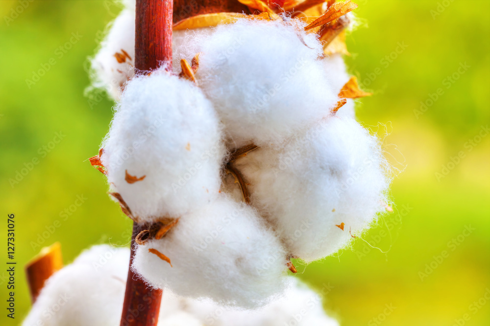 Cotton balls on the plant, with greenish background, HDR Image.