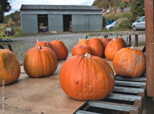 A collection of freshly picked tasty organic pumpkins on metal b