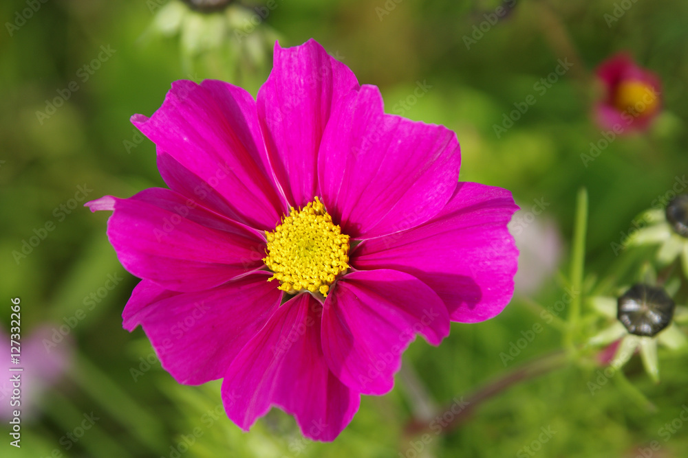 Schmuckkörbchen - pinke Blume auf einer Sommerwiese Schmuckkörbchen - pinke Blume auf einer Sommerwiese