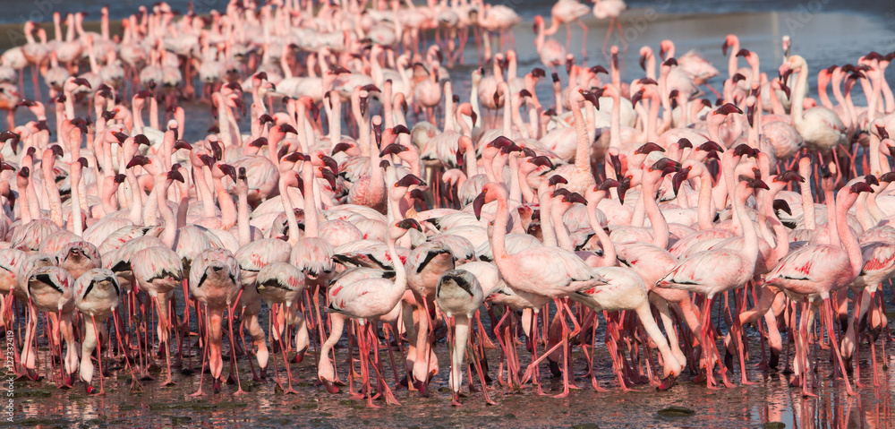 Obraz premium Group of lesser flamingos (Phoeniconaias minor), Walvis bay, Namibia