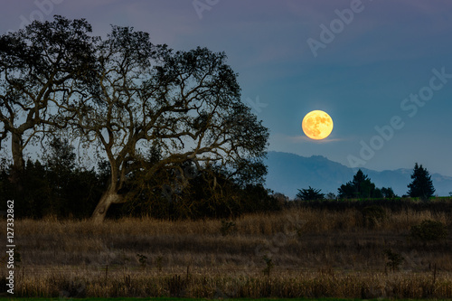Rise of the super moon with Oak trees seen from the Laguna de Santa Rosa Trail. Sonoma County, California.  photo