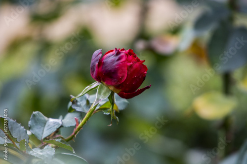 K  nigin des Gartens - Die Rose