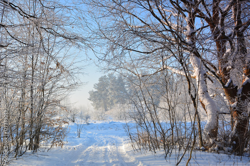 Winter sunny landscape