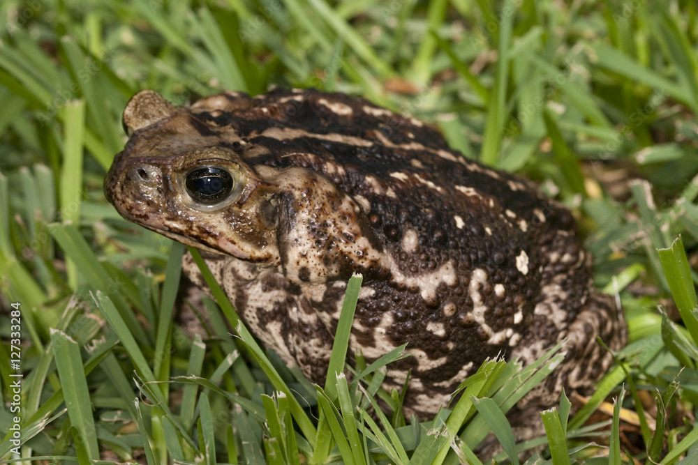 Giant bufo marinus toad sitting in the grass in Florida Giant bufo marinus toad sitting in the grass in Florida