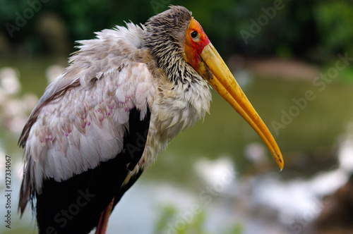 close-up of white stork, ciconia, at rainy day. © evolutionnow