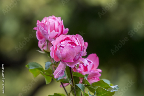 K  nigin des Gartens - Die Rose