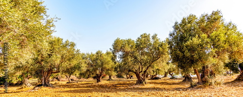 Olivenbaumhain, Olivenbäume (Olea europaea)