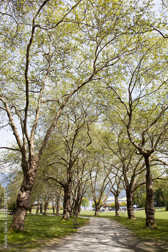 Stanley Park Pathway