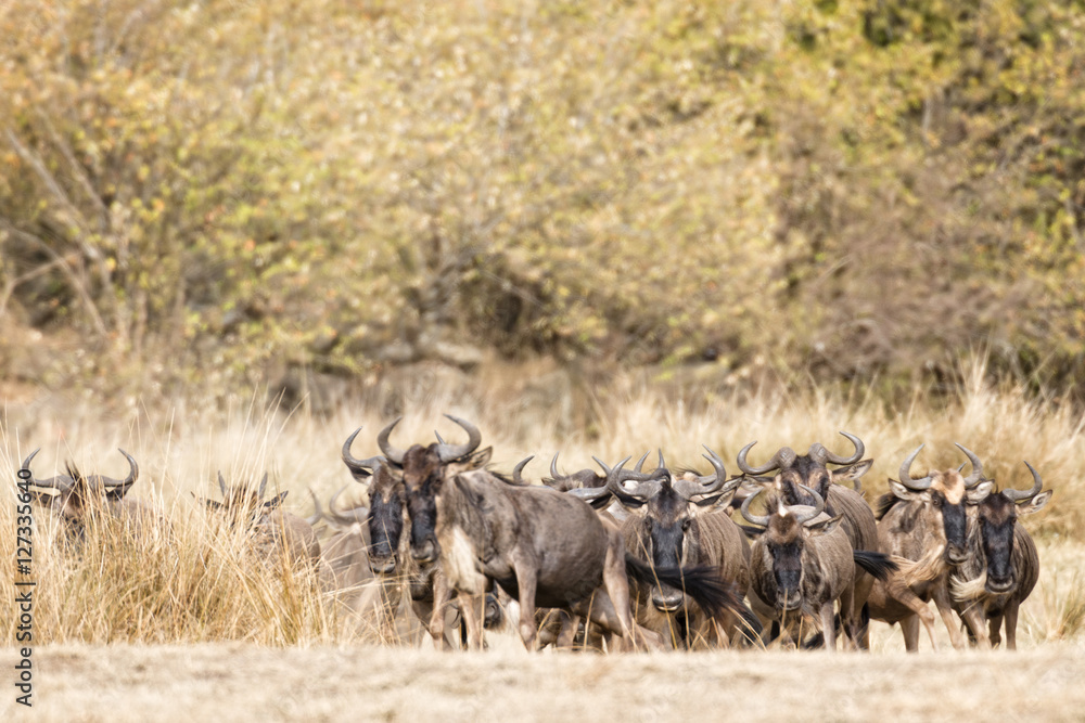 Naklejka premium Great Wildebeest Migration