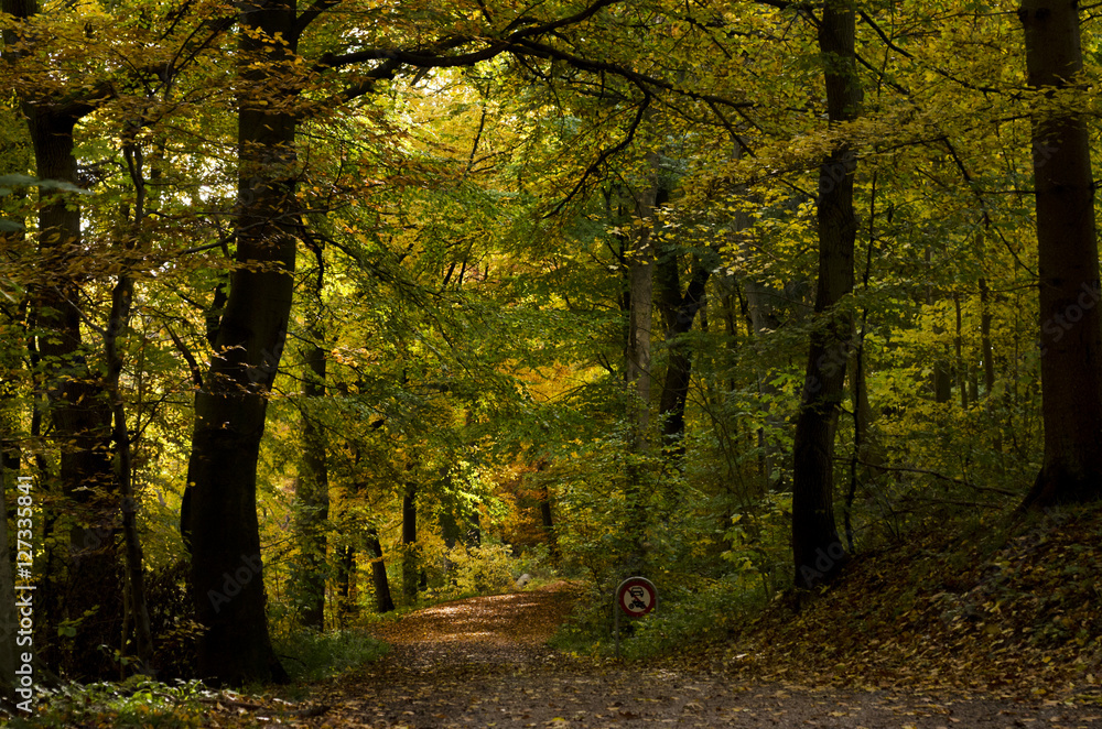 Path in the forest in Autumn time