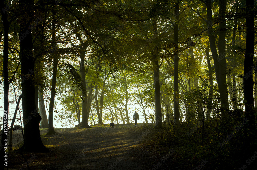 Fototapeta premium Path with a mann and a dog in the Autumn forest