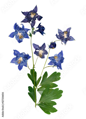 pressed multicolor Aquilegia with extruded dried lily petals