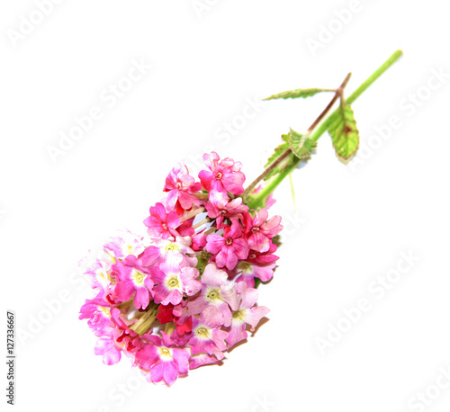 phlox fresh pink flower on white background