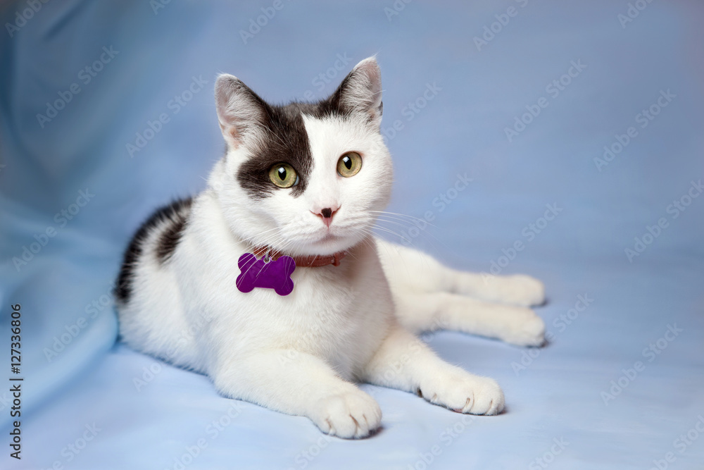 Portrait of a black and white cat on a blue background, with a c