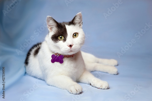 Fototapeta Naklejka Na Ścianę i Meble -  Portrait of a black and white cat on a blue background, with a c