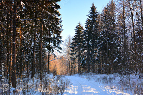Winter sunny landscape with forest