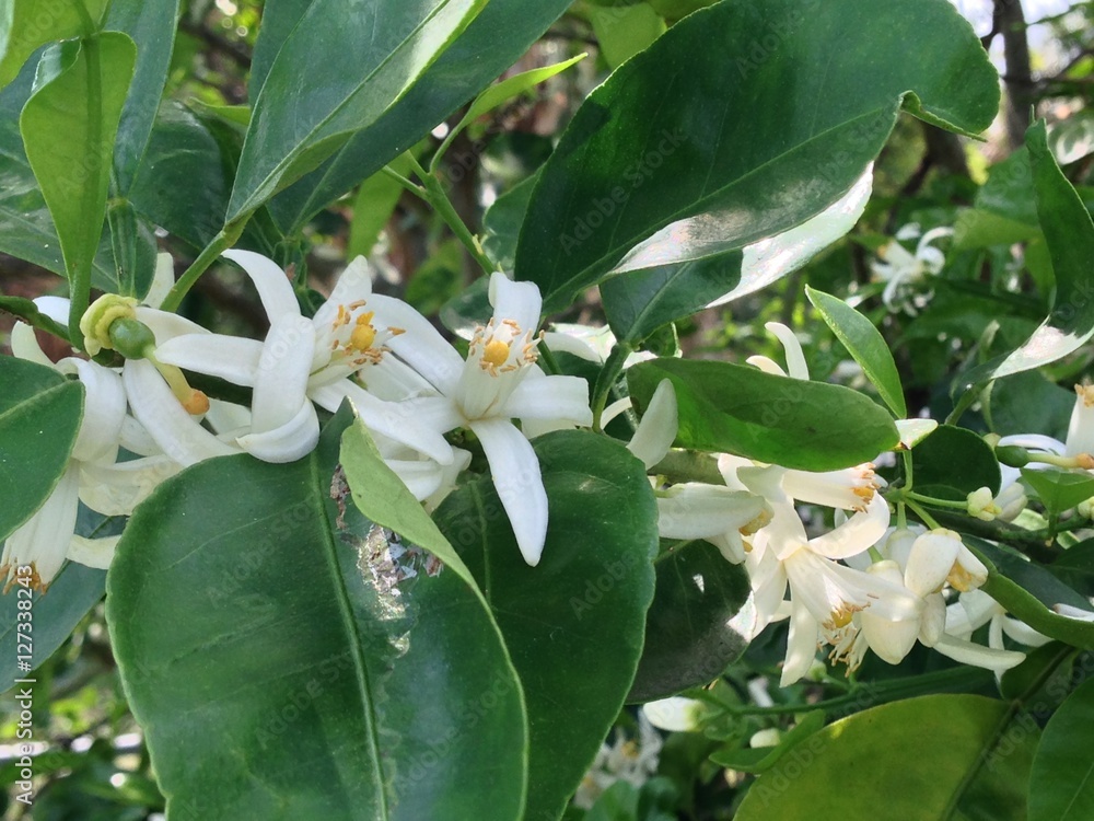 Obraz premium Many Blossoms 2