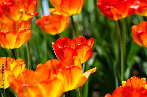 Kunterbunte Blumenvielfalt Tulpen Orchideen, Gänseblümchen