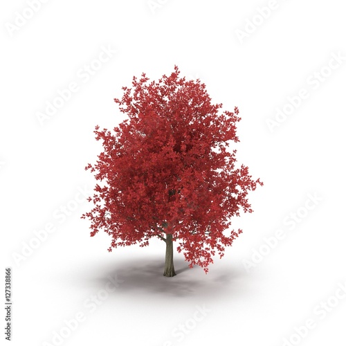 Red autumn maple tree isolated on white. 3D illustration