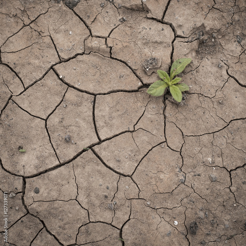 Dürre & Wachstum