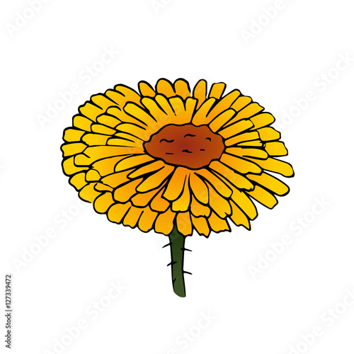 daisy flower vector scetch