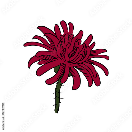 chrysanthemum vector scetch