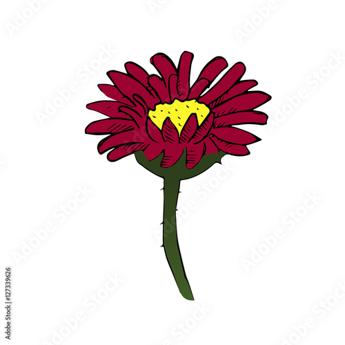 chrysanthemum vector scetch