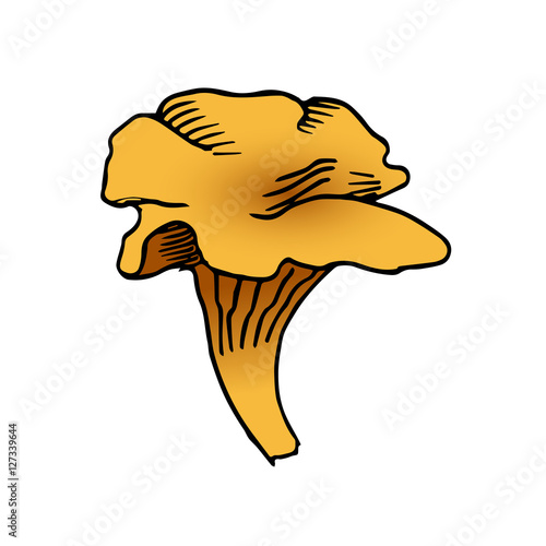 chanterelle mushroom vector scetch