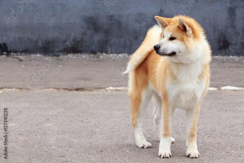 dog breed Akita Inu
